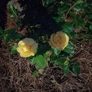 Meet your Posher, Robyn